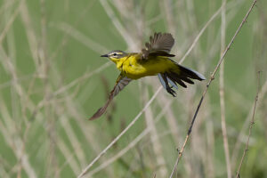 Yellow wagtail, meadow wagtail, Motacilla flava Yellow wagtail, meadow wagtail, Motacilla flava