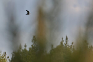 Wood Sandpiper, Tringa ochropus, in flight, moorland Wood Sandpiper, Tringa ochropus, in flight, moorland
