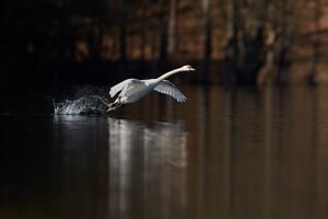 Swan, Mute Swan, Cygnus olor Swan, Mute Swan, Cygnus olor