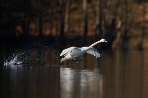 Swan, Mute Swan, Cygnus olor Swan, Mute Swan, Cygnus olor