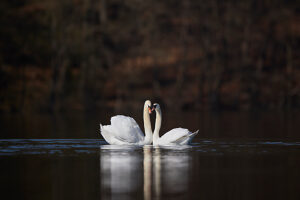 Swan, Mute Swan, Cygnus olor, pair, two Swan, Mute Swan, Cygnus olor, pair, two