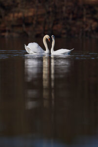 Swan, Mute Swan, Cygnus olor, pair, two Swan, Mute Swan, Cygnus olor, pair, two
