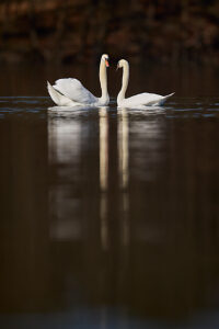 Swan, Mute Swan, Cygnus olor, pair, two Swan, Mute Swan, Cygnus olor, pair, two
