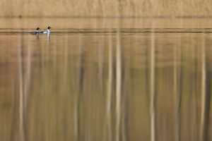 Common goldeneye, Bucephala clangula, pair, swimming Common goldeneye, Bucephala clangula, pair, swimming