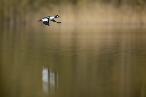 Common goldeneye, Bucephala clangula, drake in flight Common goldeneye, Bucephala clangula, drake in flight