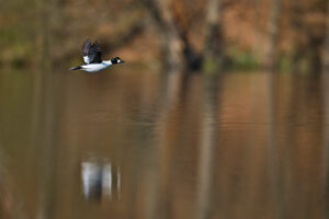Common goldeneye, Bucephala clangula, drake in flight Common goldeneye, Bucephala clangula, drake in flight