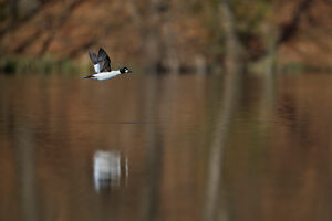 Common goldeneye, Bucephala clangula, drake in flight Common goldeneye, Bucephala clangula, drake in flight