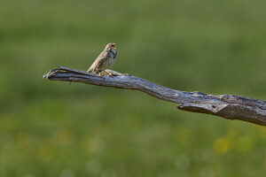 Emberiza calandra, bunting, corn bunting Emberiza calandra, bunting, corn bunting