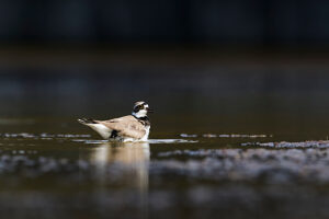 Little Ringed Plover, Charadrius dubius, bathing Little Ringed Plover, Charadrius dubius, bathing
