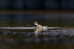 Little Ringed Plover, Charadrius dubius, bathing Little Ringed Plover, Charadrius dubius, bathing