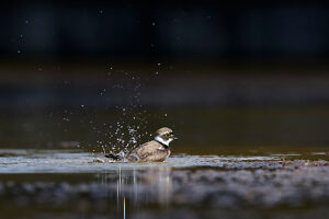 Little Ringed Plover, Charadrius dubius, bathing Little Ringed Plover, Charadrius dubius, bathing