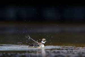 Little Ringed Plover, Charadrius dubius, bathing Little Ringed Plover, Charadrius dubius, bathing
