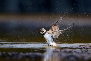 Little Ringed Plover, Charadrius dubius, bathing Little Ringed Plover, Charadrius dubius, bathing