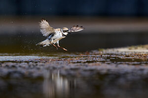 Little Ringed Plover, Charadrius dubius, in flight Little Ringed Plover, Charadrius dubius, in flight