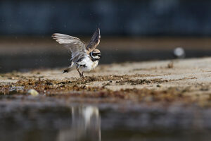 Little Ringed Plover, Charadrius dubius Little Ringed Plover, Charadrius dubius