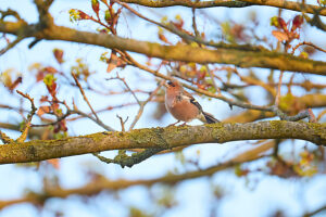 Chaffinch, Finch, Fringilla coelebs Chaffinch, Finch, Fringilla coelebs