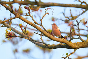 Chaffinch, Finch, Fringilla coelebs Chaffinch, Finch, Fringilla coelebs