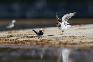 Little Ringed Plover, Charadrius dubius Little Ringed Plover, Charadrius dubius