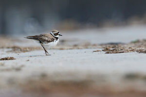 Little Ringed Plover, Charadrius dubius Little Ringed Plover, Charadrius dubius