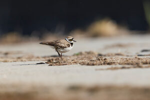 Little Ringed Plover, Charadrius dubius Little Ringed Plover, Charadrius dubius