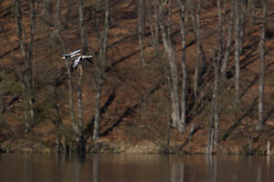 Greylag goose, goose, wild goose, Anser anser, in flight Greylag goose, goose, wild goose, Anser anser, in flight