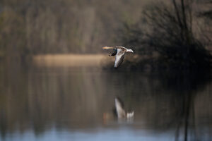 Greylag goose, goose, wild goose, Anser anser, in flight Greylag goose, goose, wild goose, Anser anser, in flight