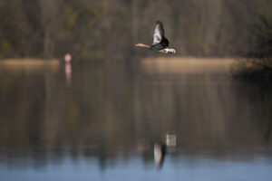 Greylag goose, goose, wild goose, Anser anser, in flight Greylag goose, goose, wild goose, Anser anser, in flight