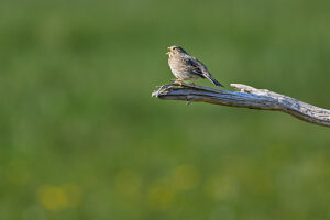 Emberiza calandra, bunting, corn bunting Emberiza calandra, bunting, corn bunting