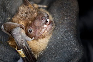 Bat, Daubenton's myotis, Myotis daubentonii, in flight Bat, Daubenton's myotis, Myotis daubentonii, in flight