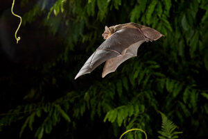 Bat, Daubenton's myotis, Myotis daubentonii, in flight Bat, Daubenton's myotis, Myotis daubentonii, in flight