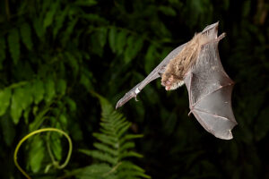 Bat, Daubenton's myotis, Myotis daubentonii, in flight Bat, Daubenton's myotis, Myotis daubentonii, in flight