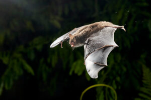 Bat, Daubenton's myotis, Myotis daubentonii, in flight Bat, Daubenton's myotis, Myotis daubentonii, in flight
