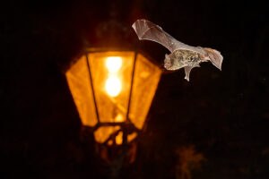 Bat, Daubenton's myotis, Myotis daubentonii, in flight Bat, Daubenton's myotis, Myotis daubentonii, in flight
