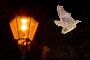 Bat, Daubenton's myotis, Myotis daubentonii, in flight Bat, Daubenton's myotis, Myotis daubentonii, in flight