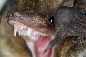 Bat, Daubenton's myotis, Myotis daubentonii, in flight Bat, Daubenton's myotis, Myotis daubentonii, in flight