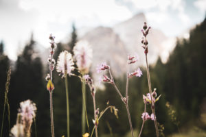 Wildblumen in einem Tal der Pragser Dolomiten, Südtirol, Italien Wildblumen in einem Tal der Pragser Dolomiten, Südtirol, Italien