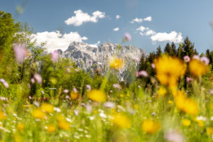 Flower meadow in front of Karwendel, Bavaria Flower meadow in front of Karwendel, Bavaria