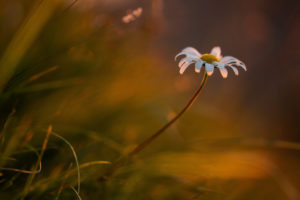 Blume auf dem Teufelstättkopf am Pürschling, Unterammergau Blume auf dem Teufelstättkopf am Pürschling, Unterammergau