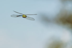 Dragonfly in flight Dragonfly in flight