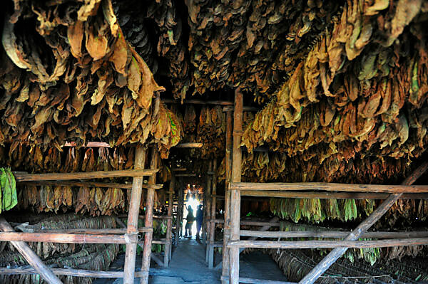 Bildagentur | mauritius images