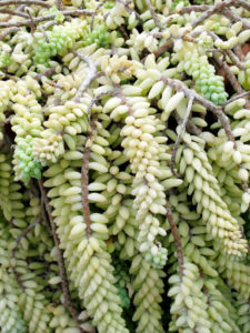Bildagentur | mauritius images | Close-up of a sunlit succulent plant