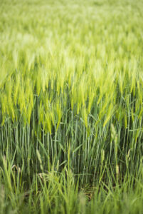 fields of cereals, Normandy, France