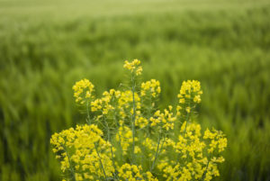 fields of cereals, Normandy, France