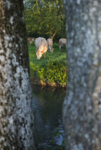 cows in a medow, Normandy, France