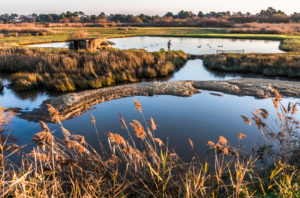 France, New Aquitaine, Arcachon Bay, La Teste de Buch, Bordes salt marsh, installation for "Chasse à la tonne" (Duck hunting)