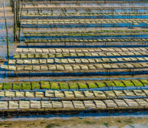 France, New Aquitaine, Arcachon Bay, Cap Ferret, oyster farming at low tide