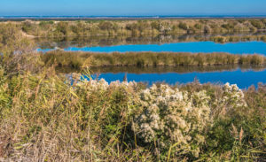 France, New Aquitaine, Arcachon Bay, La Teste de Buch, Bordes salt marsh, flowery saltbush