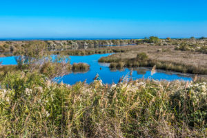 France, New Aquitaine, Arcachon Bay, La Teste de Buch, Bordes salt marsh