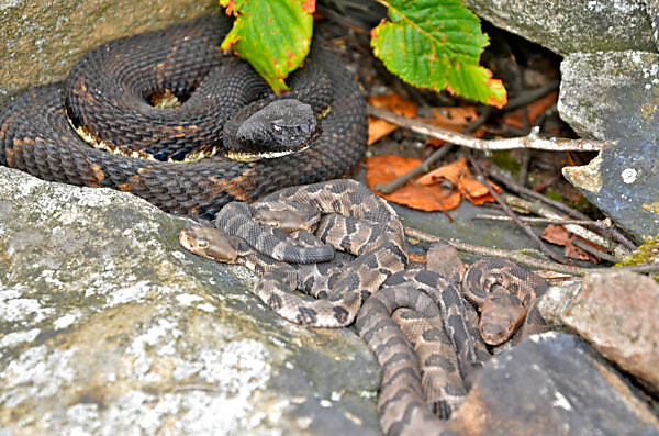 Newborn Timber Rattlesnake Baby
