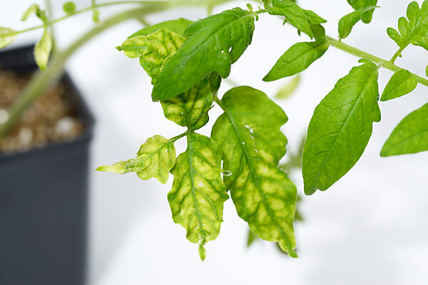 tobacco mosaic virus on tomatoes Tomato and Tobacco Mosaic Virus (TMV): Symptoms,